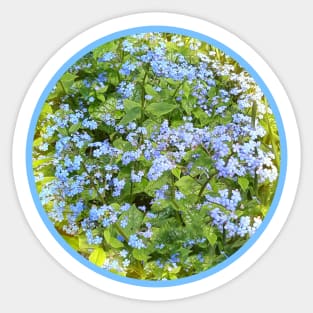 Blue Violets Sticker